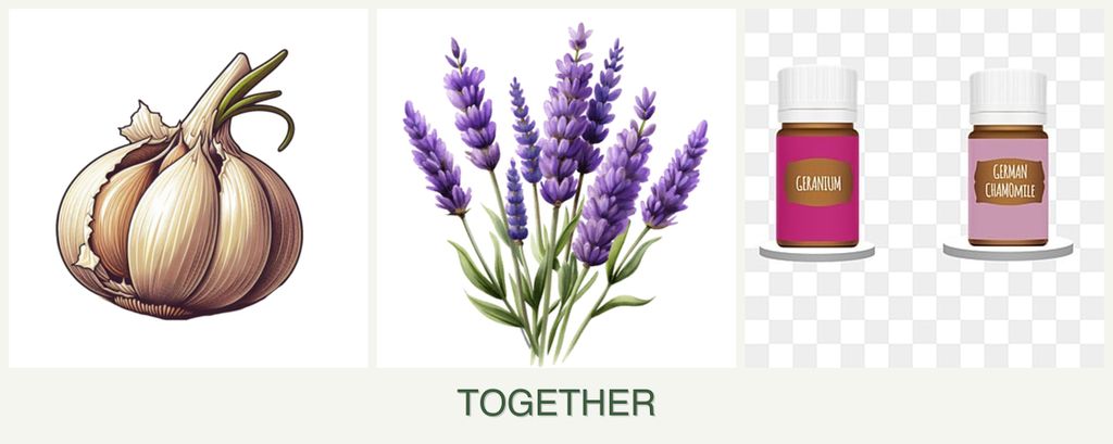 Can you plant garlic, lavender and geraniums together?