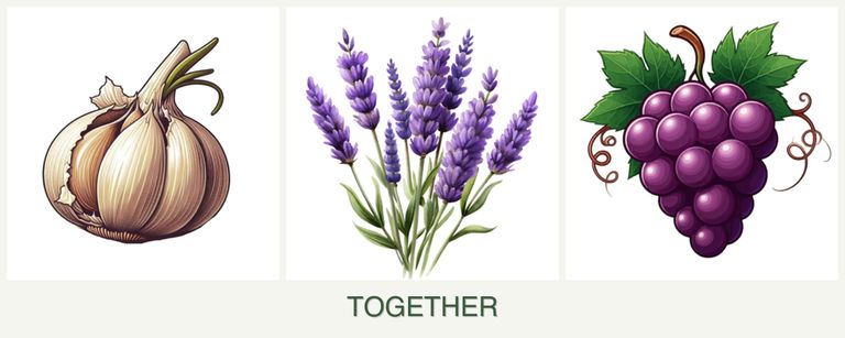Can you plant garlic, lavender and grapes together?