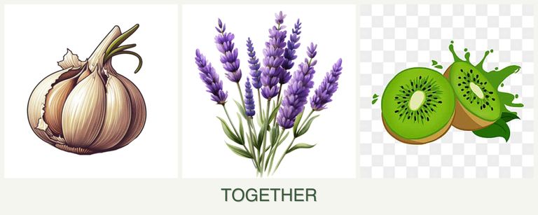 Can you plant garlic, lavender and kiwi together?