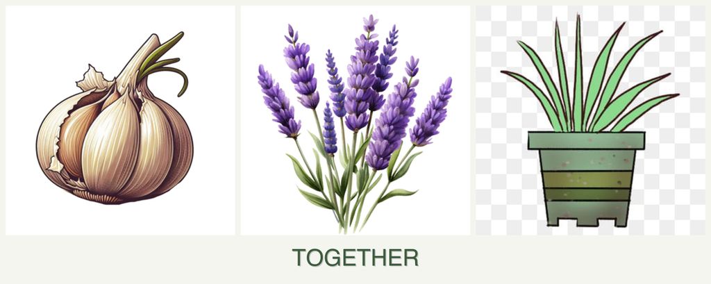 Can you plant garlic, lavender and lemongrass together?