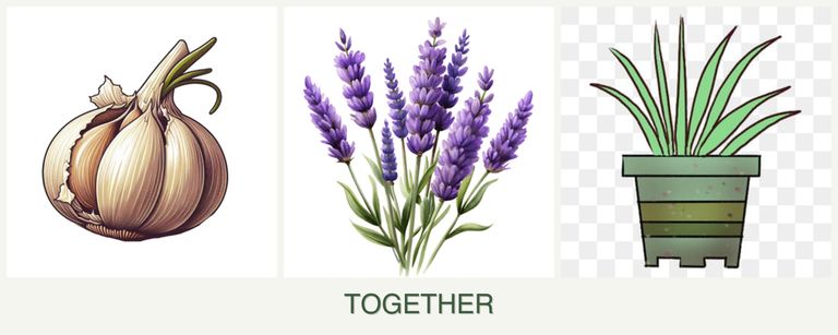 Can you plant garlic, lavender and lemongrass together?