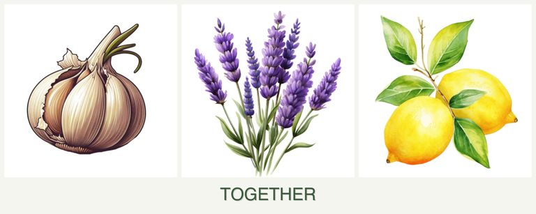 Can you plant garlic, lavender and lemons together?