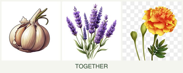 Can you plant garlic, lavender and marigolds together?