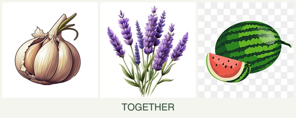 Can you plant garlic, lavender and melons together?