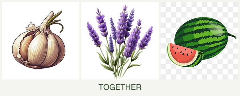 Can you plant garlic, lavender and melons together?