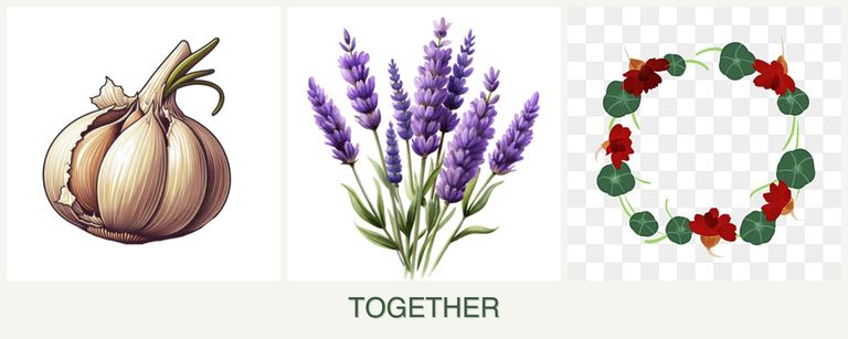 Can you plant garlic, lavender and nasturtiums together?
