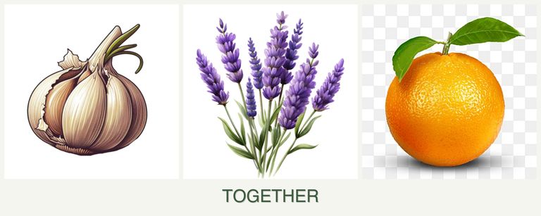 Can you plant garlic, lavender and oranges together?