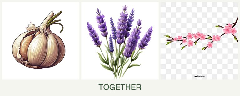 Can you plant garlic, lavender and peaches together?