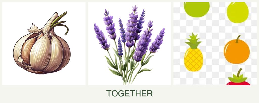 Can you plant garlic, lavender and pears together?