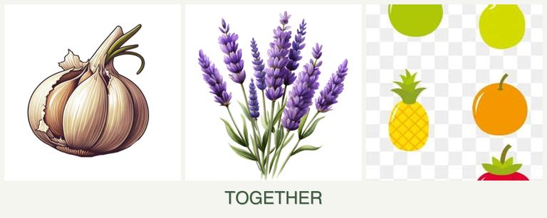 Can you plant garlic, lavender and pears together?