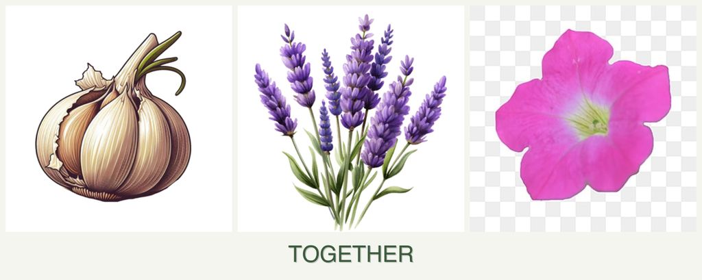 Can you plant garlic, lavender and petunias together?