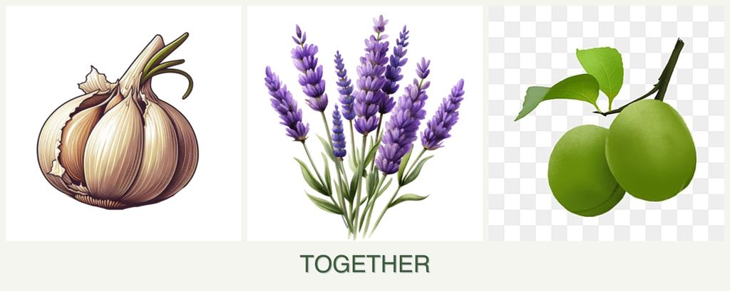 Can you plant garlic, lavender and plums together?