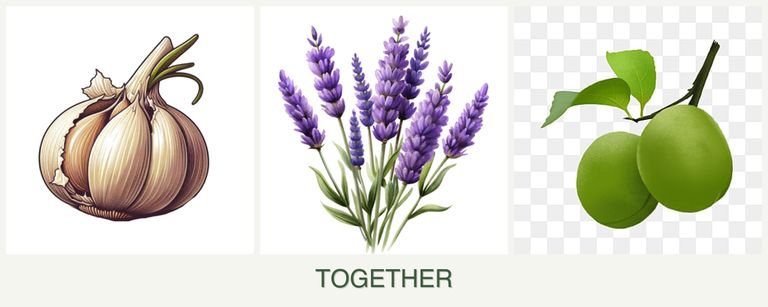 Can you plant garlic, lavender and plums together?