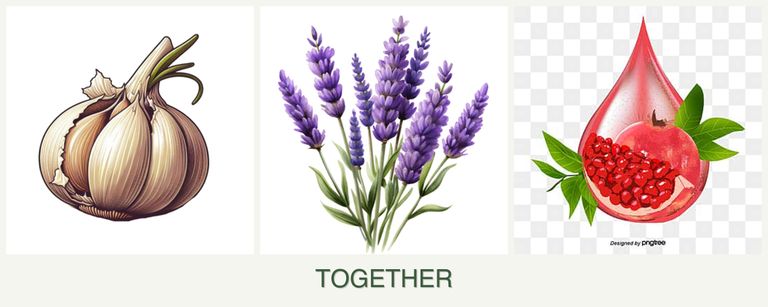 Can you plant garlic, lavender and pomegranates together?