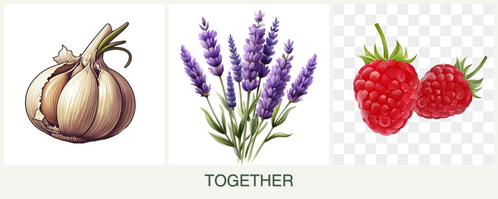 Can you plant garlic, lavender and raspberries together?