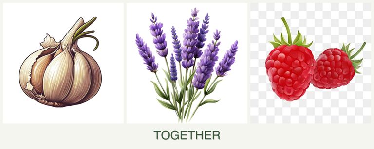 Can you plant garlic, lavender and raspberries together?