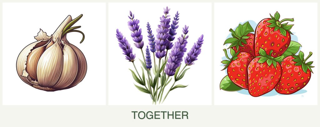 Can you plant garlic, lavender and strawberries together?