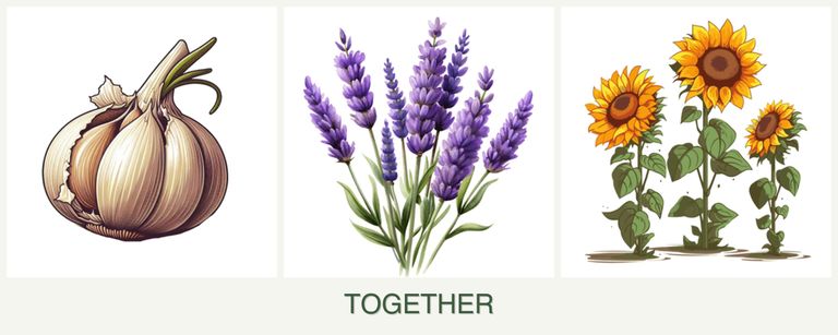 Can you plant garlic, lavender and sunflowers together?