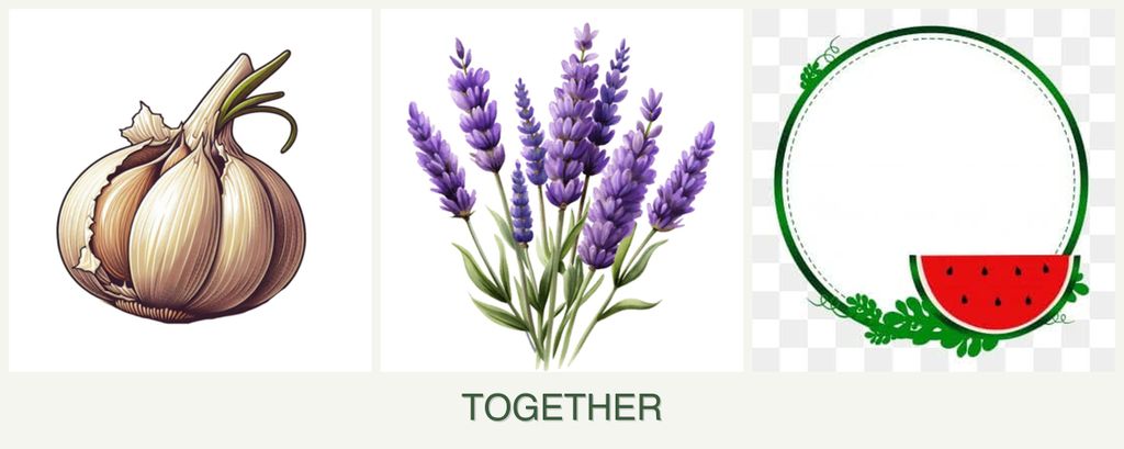 Can you plant garlic, lavender and watermelons together?