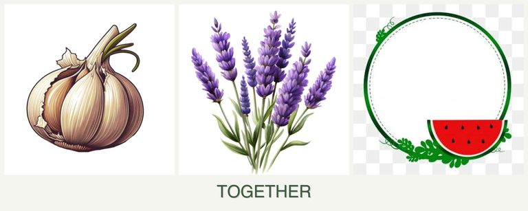 Can you plant garlic, lavender and watermelons together?