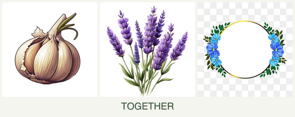 Can you plant garlic, lavender and zinnias together?