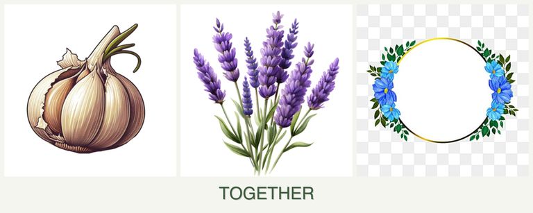 Can you plant garlic, lavender and zinnias together?