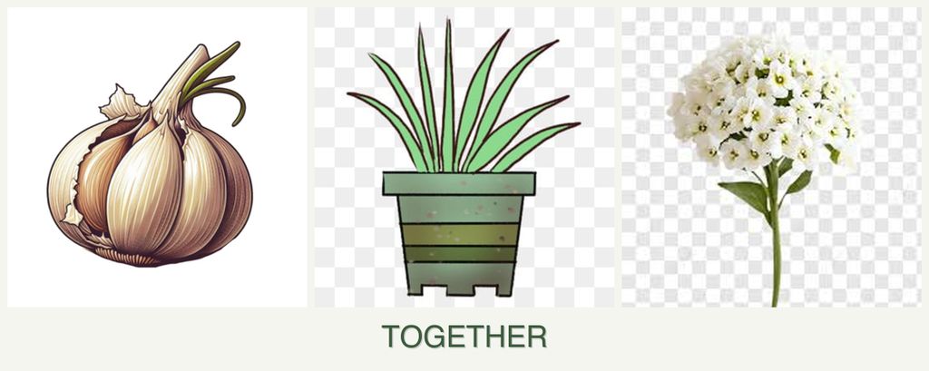 Can you plant garlic, lemongrass and alyssum together?