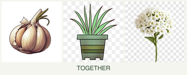 Can you plant garlic, lemongrass and alyssum together?