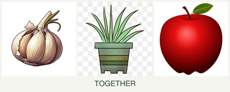Can you plant garlic, lemongrass and apples together?