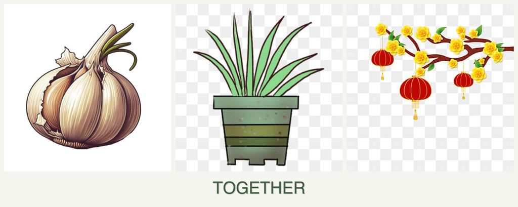 Can you plant garlic, lemongrass and apricots together?