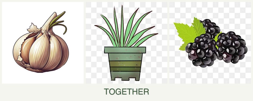 Can you plant garlic, lemongrass and blackberries together?