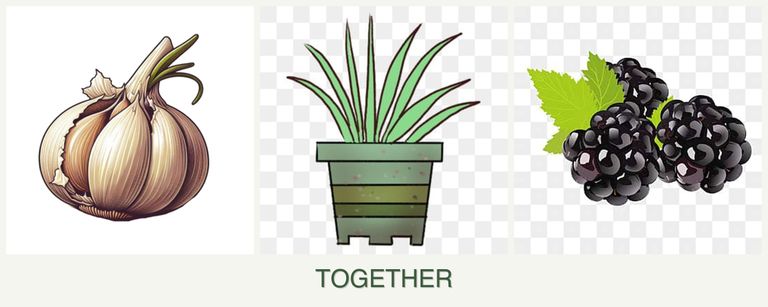 Can you plant garlic, lemongrass and blackberries together?