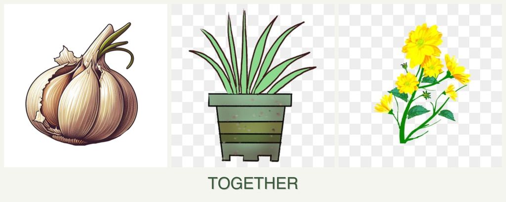 Can you plant garlic, lemongrass and calendula together?
