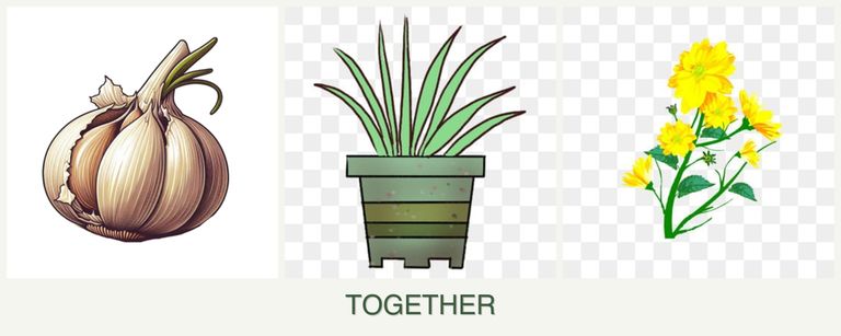 Can you plant garlic, lemongrass and calendula together?
