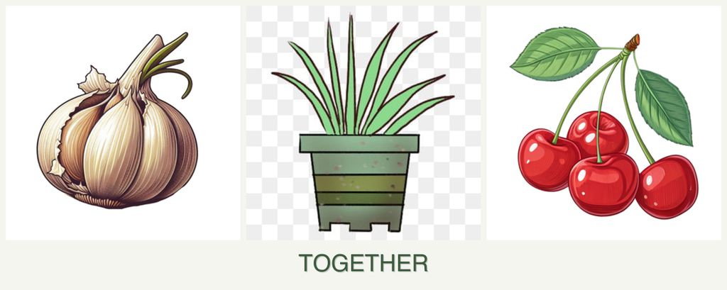 Can you plant garlic, lemongrass and cherries together?