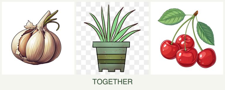 Can you plant garlic, lemongrass and cherries together?