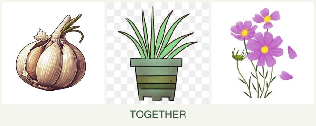 Can you plant garlic, lemongrass and cosmos together?