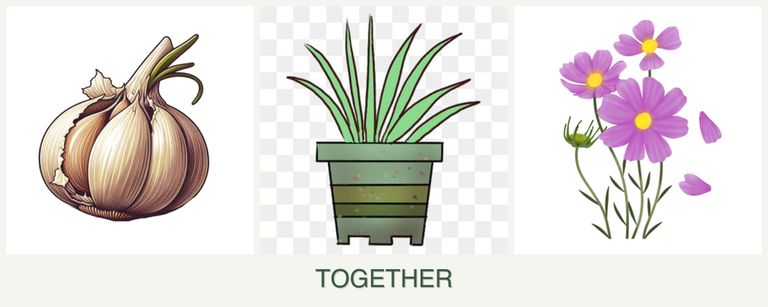 Can you plant garlic, lemongrass and cosmos together?