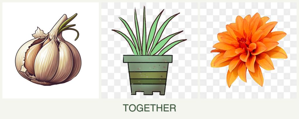 Can you plant garlic, lemongrass and dahlias together?