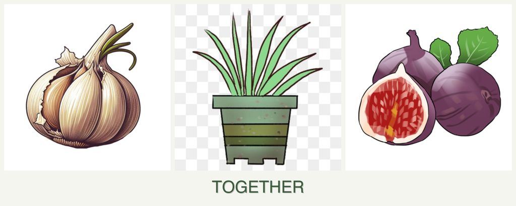 Can you plant garlic, lemongrass and figs together?