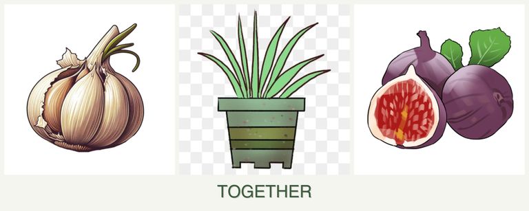 Can you plant garlic, lemongrass and figs together?