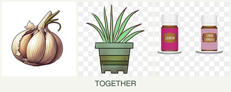 Can you plant garlic, lemongrass and geraniums together?