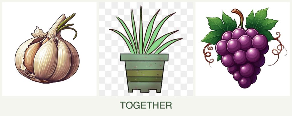 Can you plant garlic, lemongrass and grapes together?