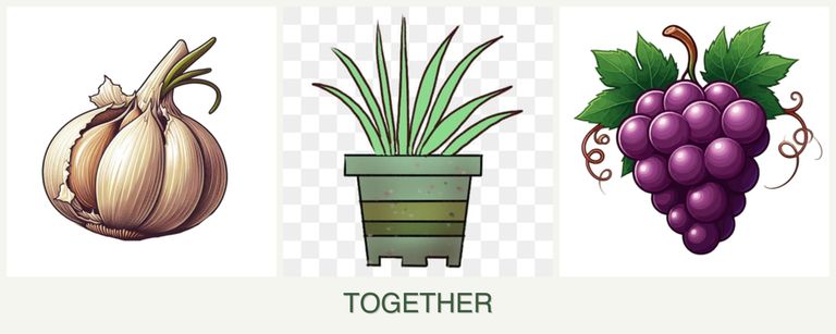 Can you plant garlic, lemongrass and grapes together?