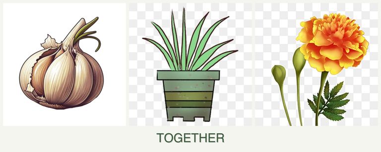 Can you plant garlic, lemongrass and marigolds together?