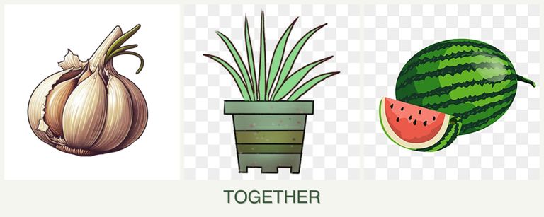 Can you plant garlic, lemongrass and melons together?