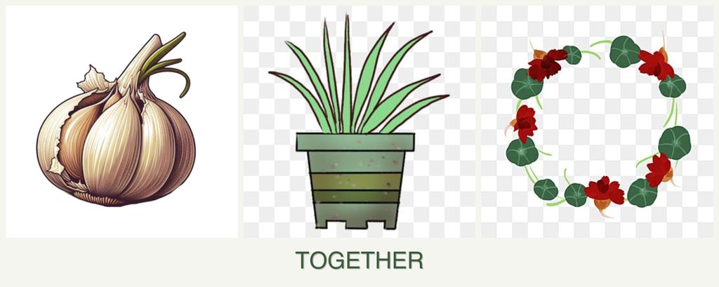 Can you plant garlic, lemongrass and nasturtiums together?