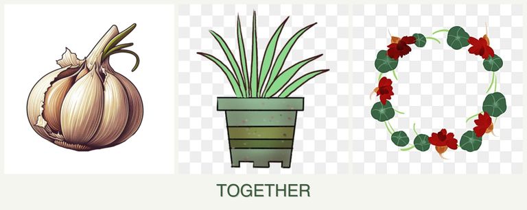 Can you plant garlic, lemongrass and nasturtiums together?