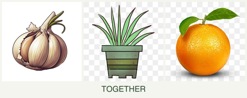 Can you plant garlic, lemongrass and oranges together?