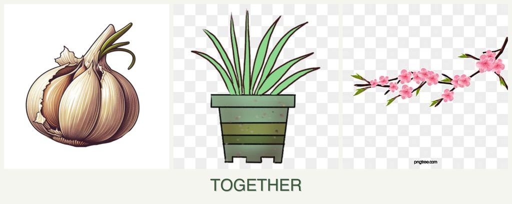 Can you plant garlic, lemongrass and peaches together?